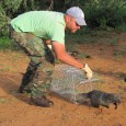 White-tailed Mongoose Release, 2012.jpg